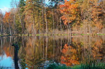 Lake of the Forest. Autumn forest. Autumn in the Park. Yellow and red leaves on trees in autumn. A forest road.
