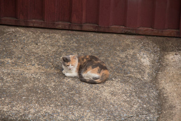 squirrel in the park