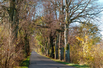 Autumn forest. Autumn in the Park. Yellow and red leaves on trees in autumn. A forest road.