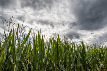 Cornfield and cloudy sky