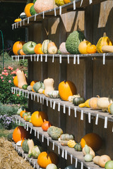 Pumpkins Harvest in Autumn 