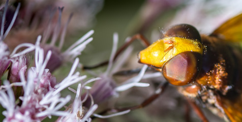 abeja polinizando flor en el campo