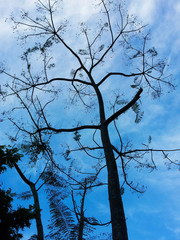 Darwin branch