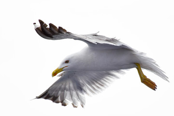 Seagull spreading its wings on an isolated white background