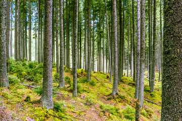 Beautiful pine forest.