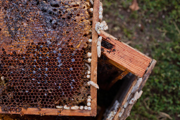 Wax moth larvae on an infected bee nest. cover of the hive is infected with a wax moth. The family...