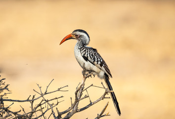 Full body profile portrait of Southern Yellow-Billed Hornbill, Tockus leucomelas, in selective focus perched on branch