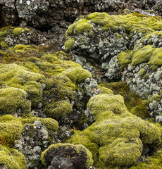 Fototapeta premium Bright green moss and gray lichen covered basalt or volcanic rock