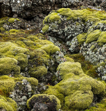 Bright green moss and gray lichen covered basalt or volcanic rock