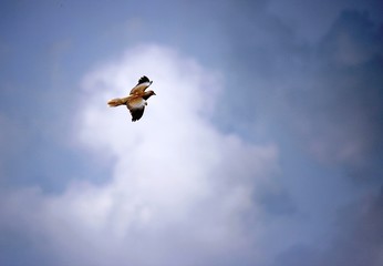 volo solo