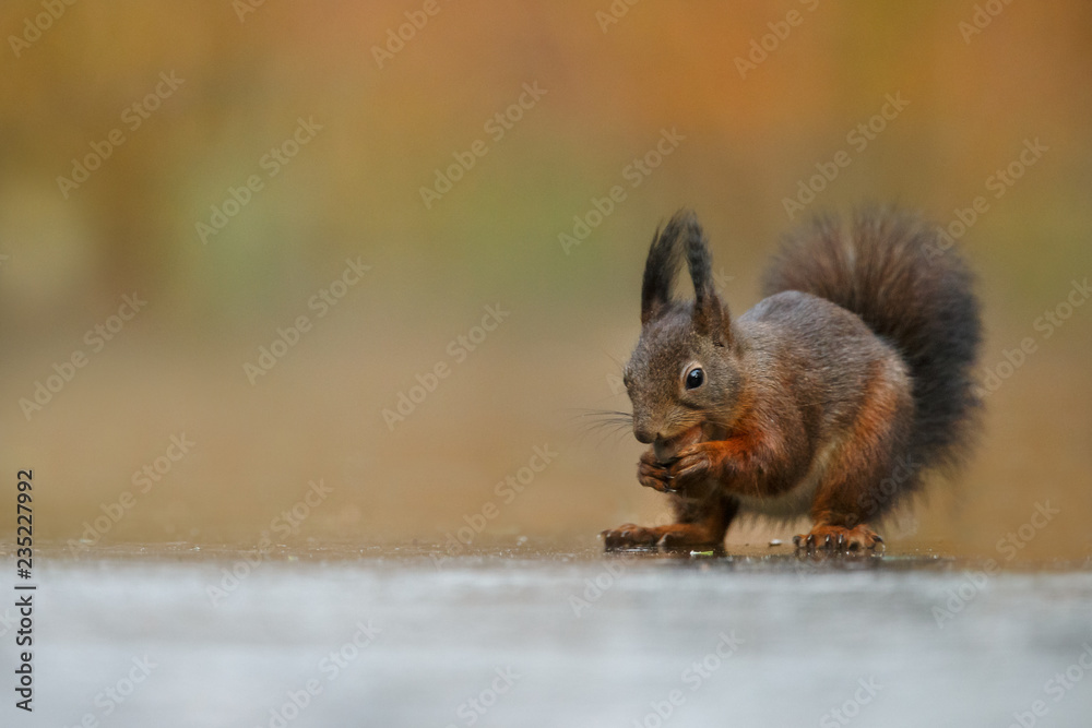 Canvas Prints red squirrel in the forest on a winter day