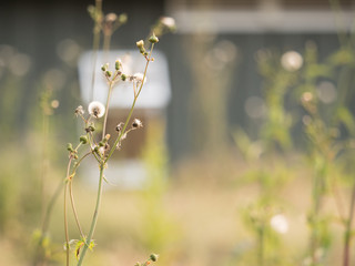 秋の庭に咲く綿毛草