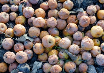 A pile of rotten missing apples lying on the ground in late autumn, natural fertilize
