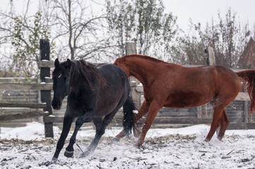 A small herd of horses walks in the snow-covered pen in winter