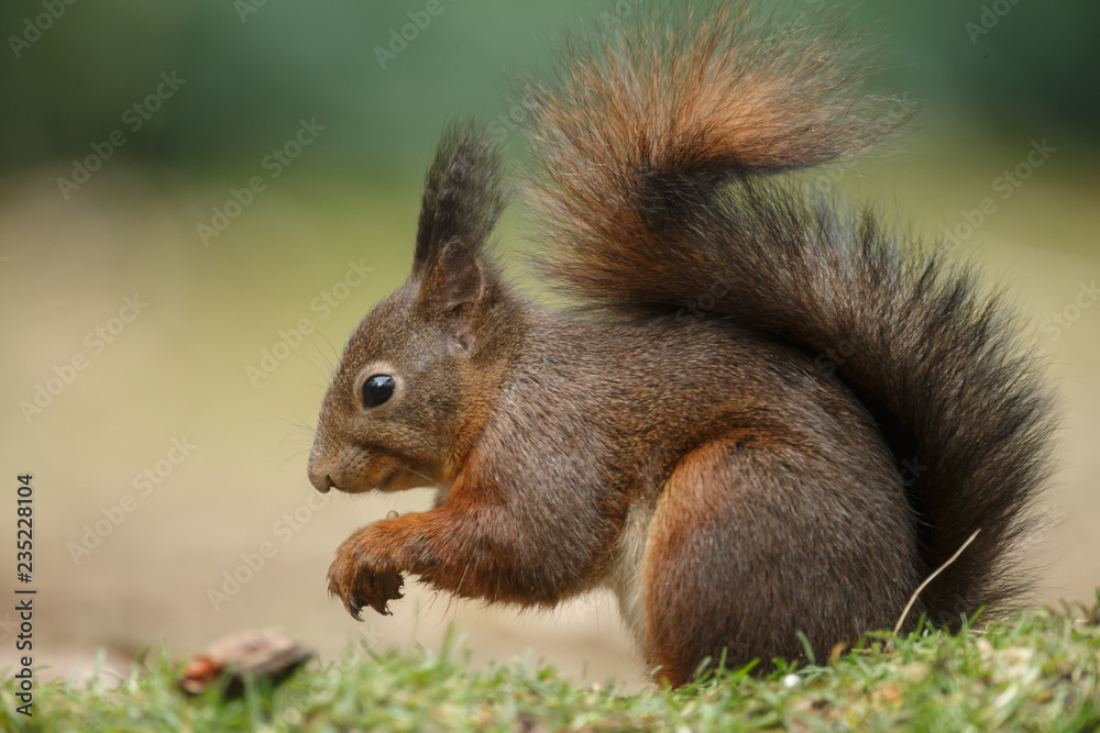 Canvas Prints red squirrel in the forest on a winter day