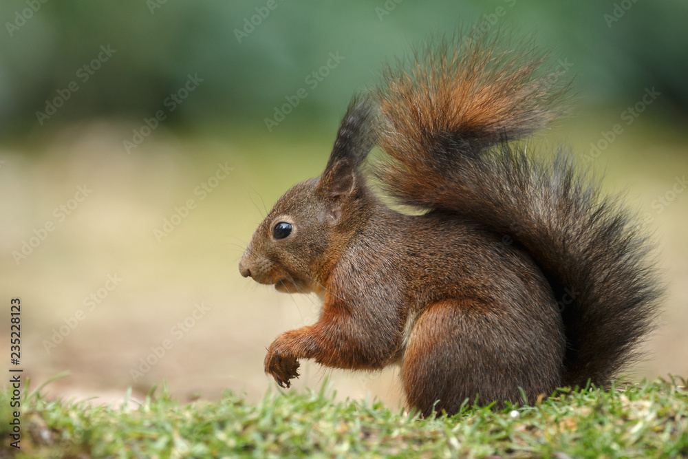 Canvas Prints red squirrel in the forest on a winter day