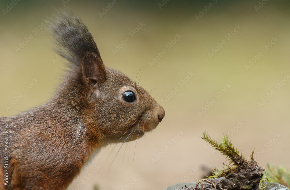 Canvas Prints red squirrel in the forest on a winter day