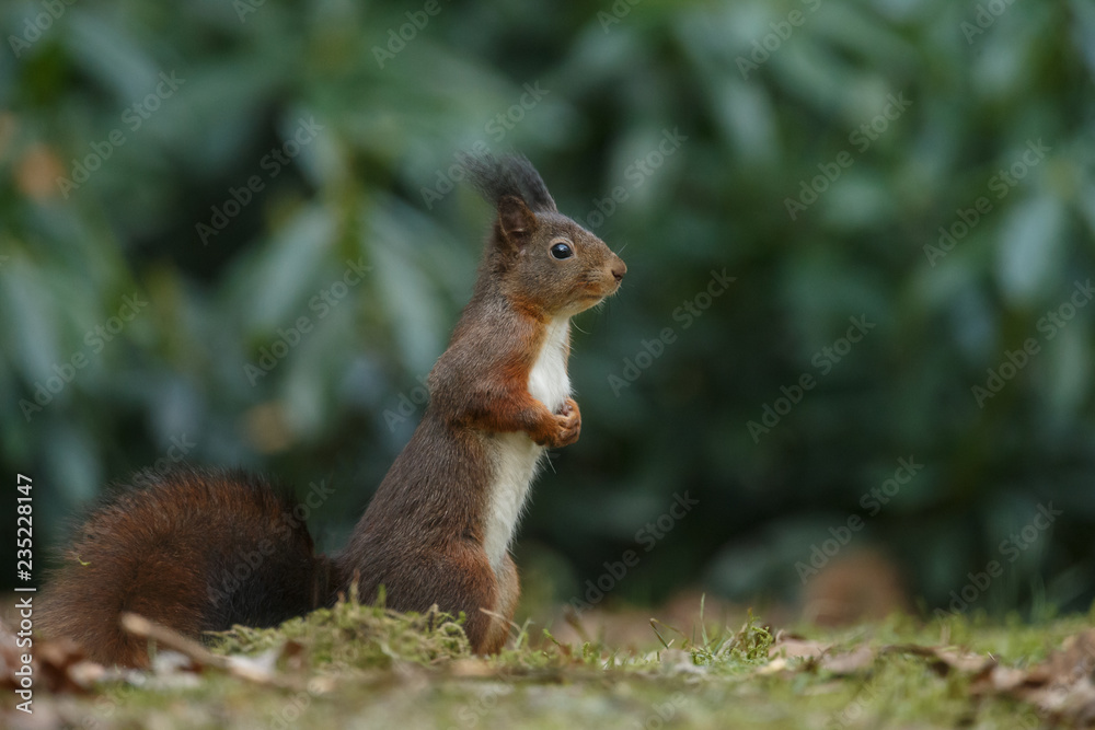 Canvas Prints red squirrel in the forest on a winter day