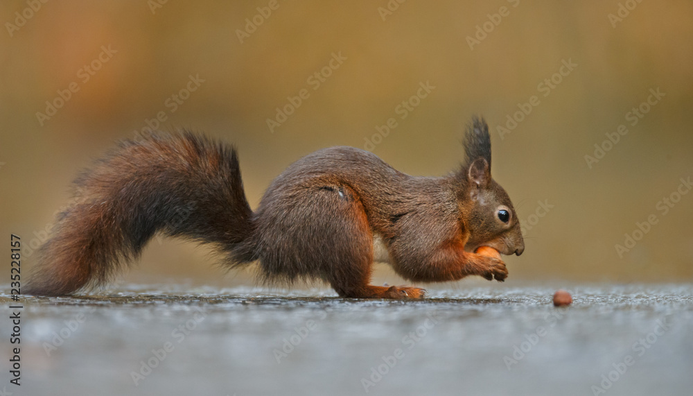 Canvas Prints red squirrel in the forest on a winter day