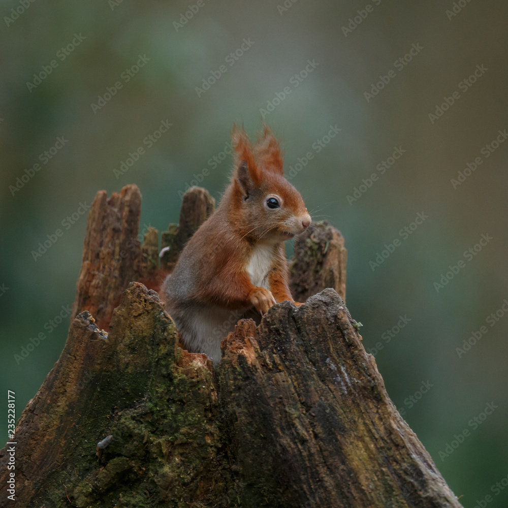 Canvas Prints red squirrel in the forest on a winter day
