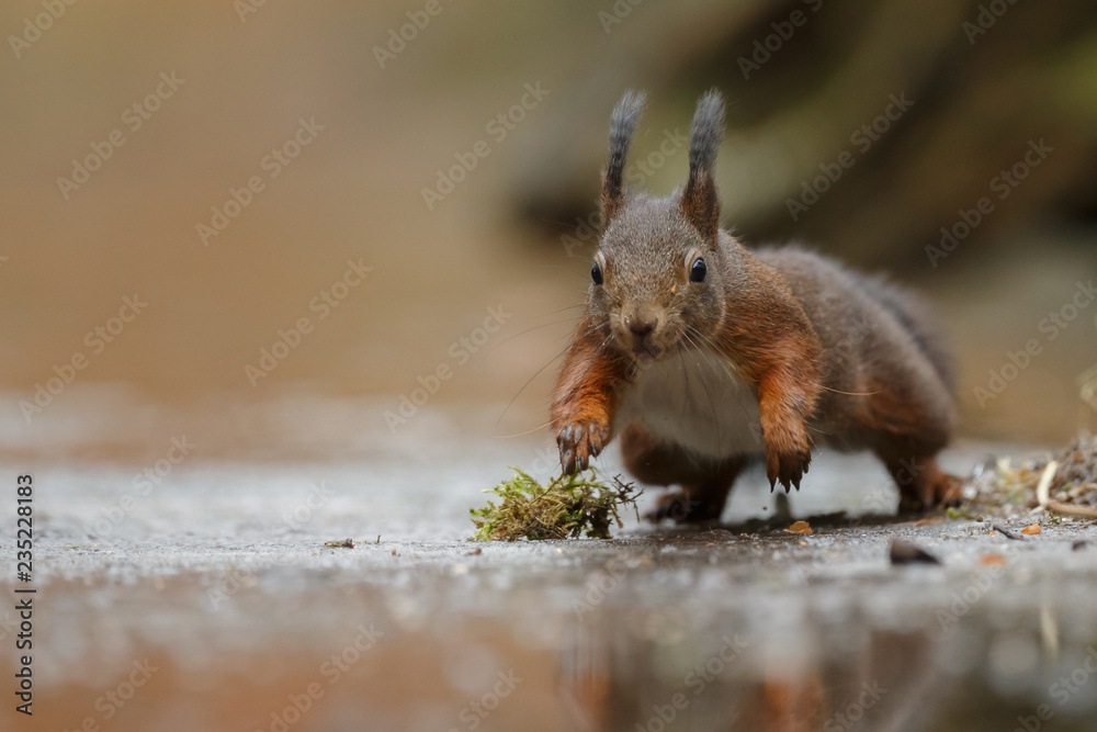 Canvas Prints red squirrel in the forest on a winter day