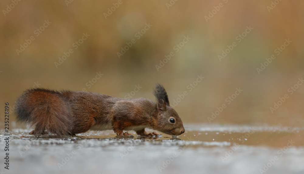 Canvas Prints red squirrel in the forest on a winter day