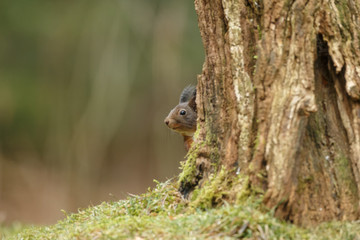 Red Squirrel in the forest on a winter day