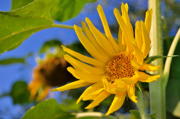 Young sunflowers bloom in field against a blue sky