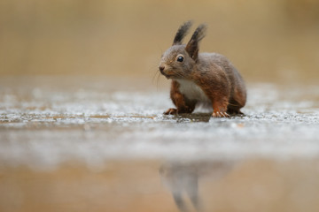 Obraz premium Red Squirrel in the forest on a winter day