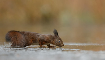 Fototapeta premium Red Squirrel in the forest on a winter day