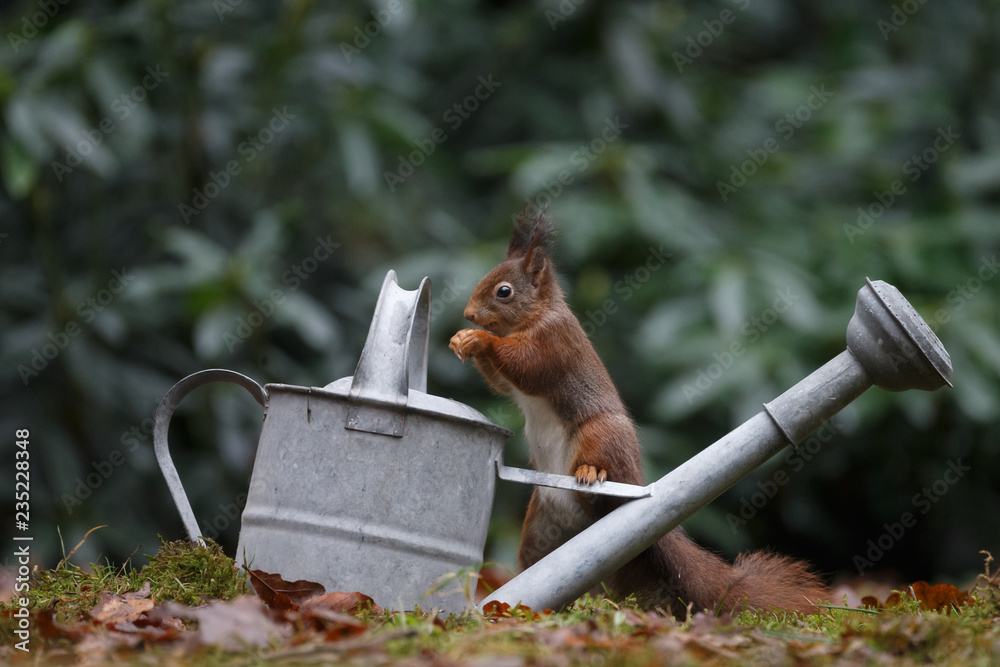 Canvas Prints red squirrel in the forest on a winter day