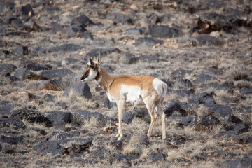 Pronghorn Antelope in Western Colorado