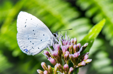 butterfly on flower