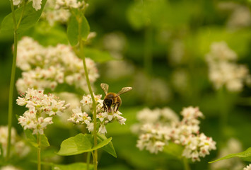 bee