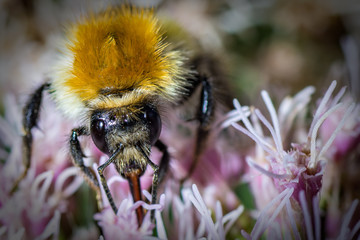 bee on flower