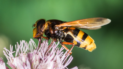 bee on a flower © Jordi