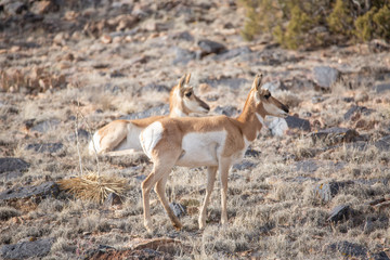 Naklejka na ściany i meble Pronghorn Antelope does in Western Colorado