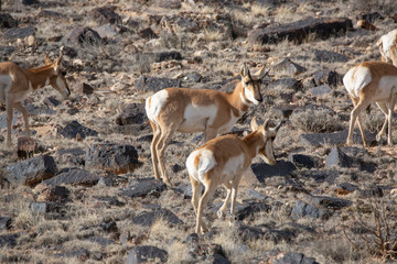 Pronghorn Antelope in Western Colorado