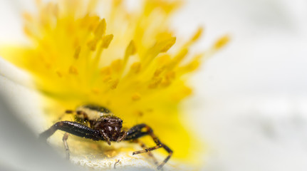 Araña al azecho, dentro de flor amarilla
