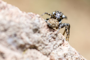 Spider on rock of the field