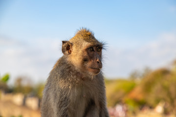 Artful monkey, the long-tailed macaque (Macaca fascicularis), Bali. Selective focus on head.