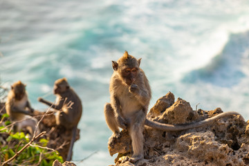 Fototapeta premium Monkey sitting on the edge of ocean cliff in Bali Concept of wild nature. Indonesia.