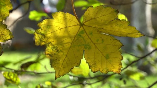Bl&auml;tter eines Feldahorn (Acer campestre) in Herbstf&auml;rbung, im Hintergrund das Ger&auml;usch eines Laubsaugers