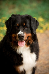 close portrait Bernese mountain dog look ahead. green and flowers on background