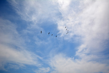 Birds in Sky