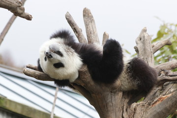Obraz premium Funny Little Panda Cub is Sleeping on the Tree, china