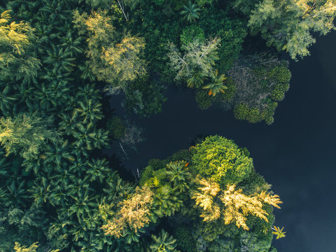 Tropical Jungle in Africa