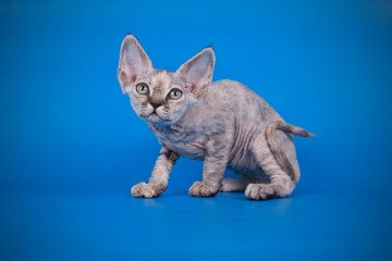 American shorthair cat on colored backgrounds