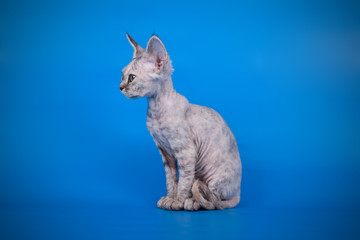 American shorthair cat on colored backgrounds