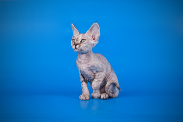 American shorthair cat on colored backgrounds